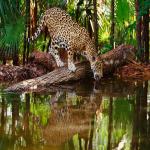 Wildlife